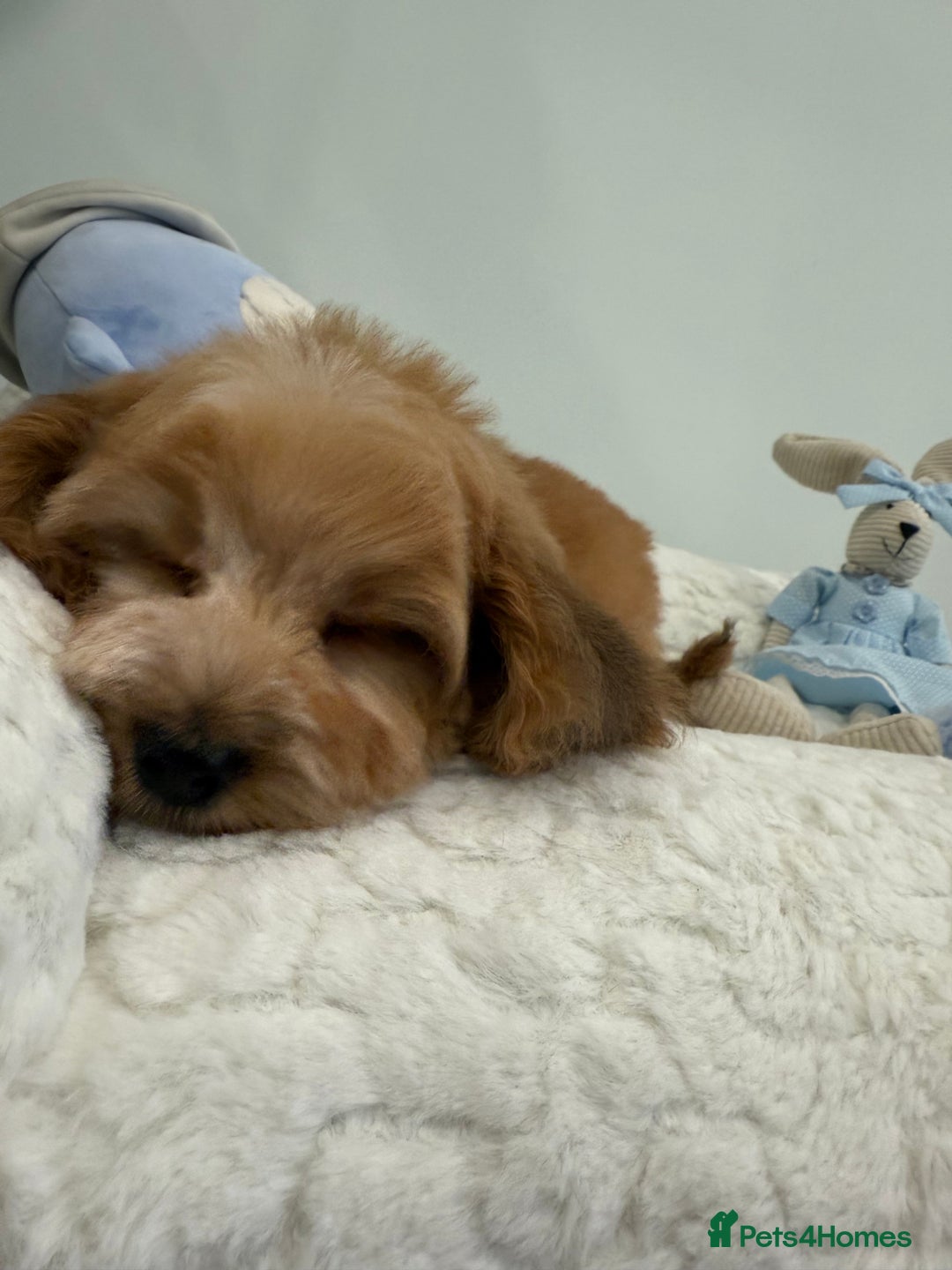 Cockapoo dogs for sale: Stunning sable, roan, parti f1. Full dna clear  - Image 5