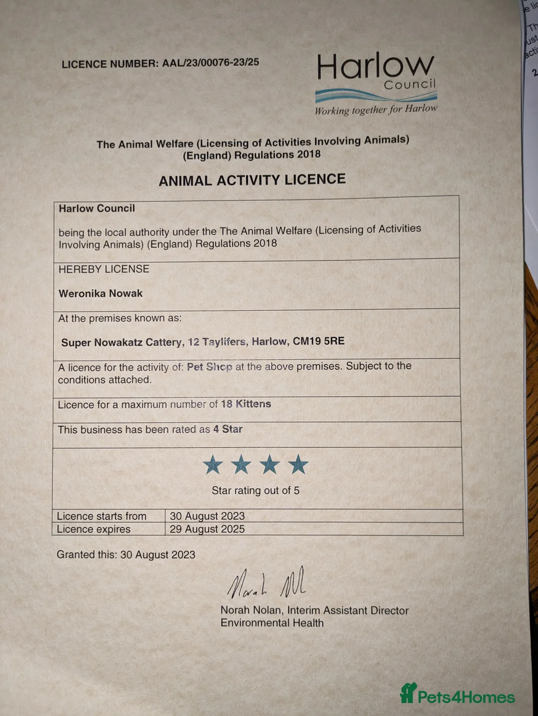 Bengal cats for stud: Impressive Stud Bengal TICA WCF reg in Harlow - Advert 38