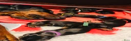 Dobermann dogs for sale: WAITLIST 2026 CEZARBLUE KC LICENSED BREEDER ⭐️ - Advert 23