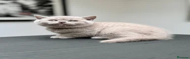 British Shorthair Kitten 2