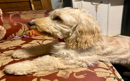 Cockapoo dogs for sale: Beautiful cockadoodle female puppy  - Image 6