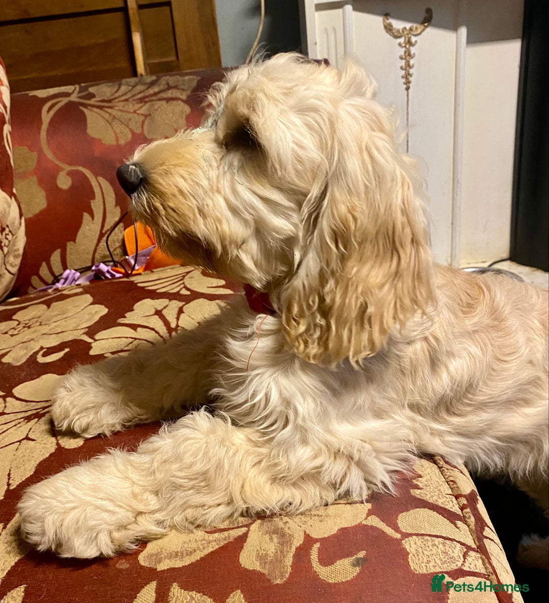 Cockapoo dogs for sale: Beautiful cockadoodle female puppy  - Image 6