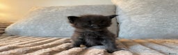 Maine Coon cats for sale: Beautiful Maine Coon Kittens - Advert 6