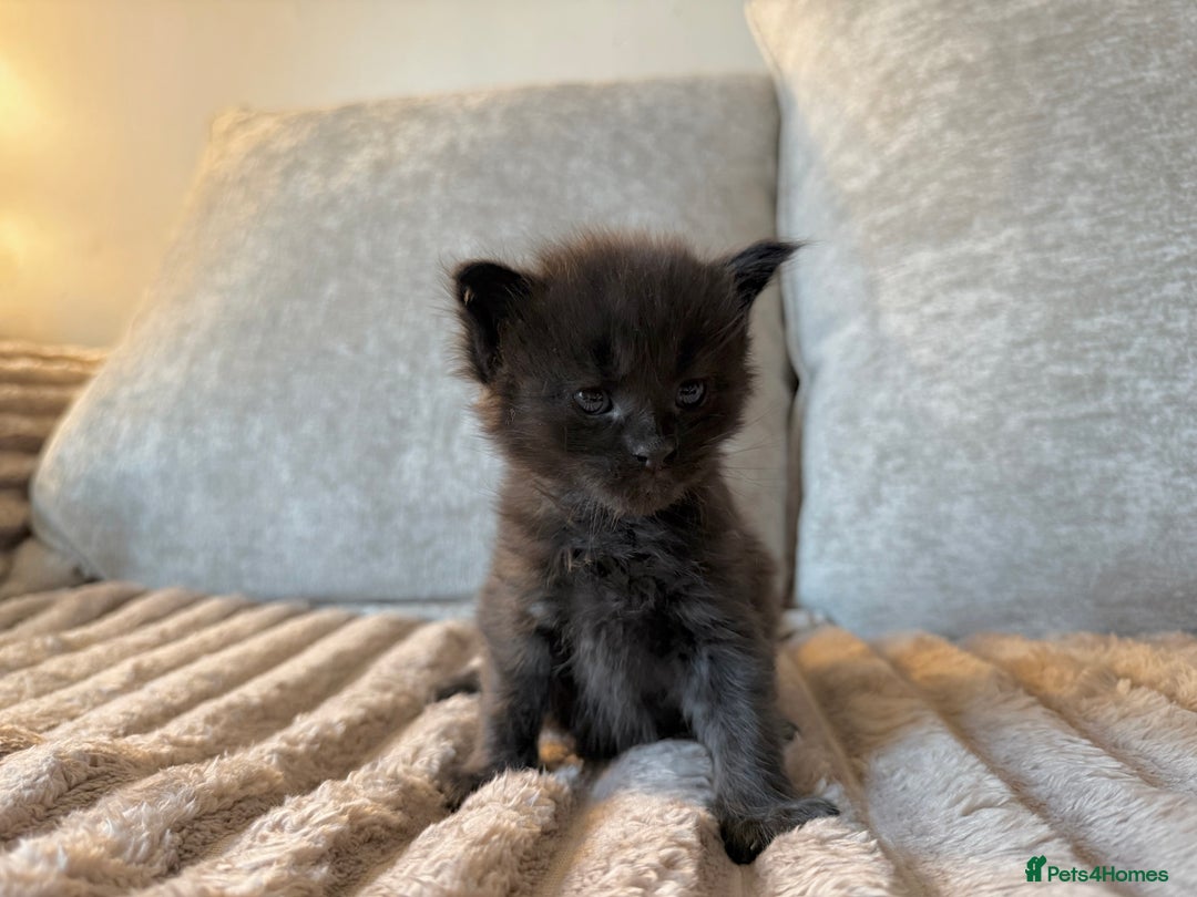 Maine Coon cats for sale: Beautiful Maine Coon Kittens - Advert 6