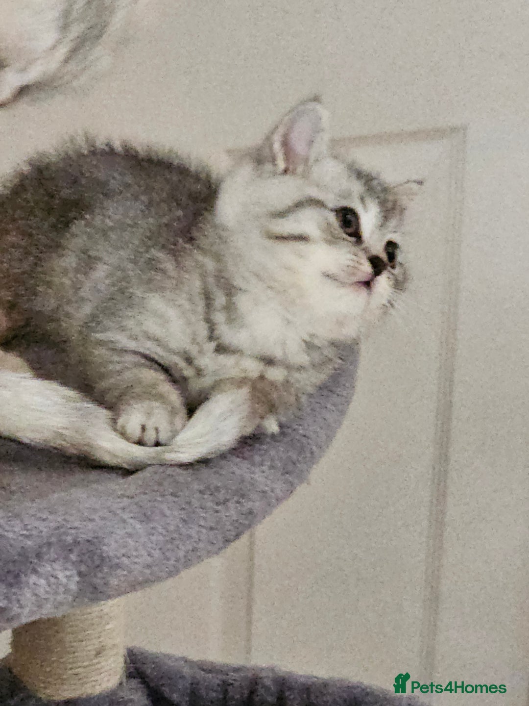 British Shorthair cats for sale: British shothair kittens  - Image 7