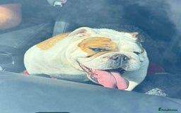 English Bulldog dogs for sale: English bulldog girl looking new home - Image 3