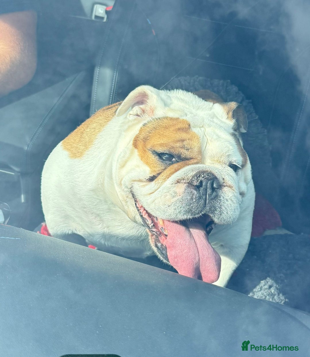 English Bulldog dogs for sale: English bulldog girl looking new home - Image 3
