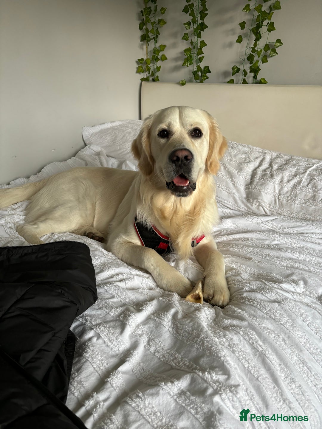 Golden Retriever dogs for stud: For stud - Advert 7