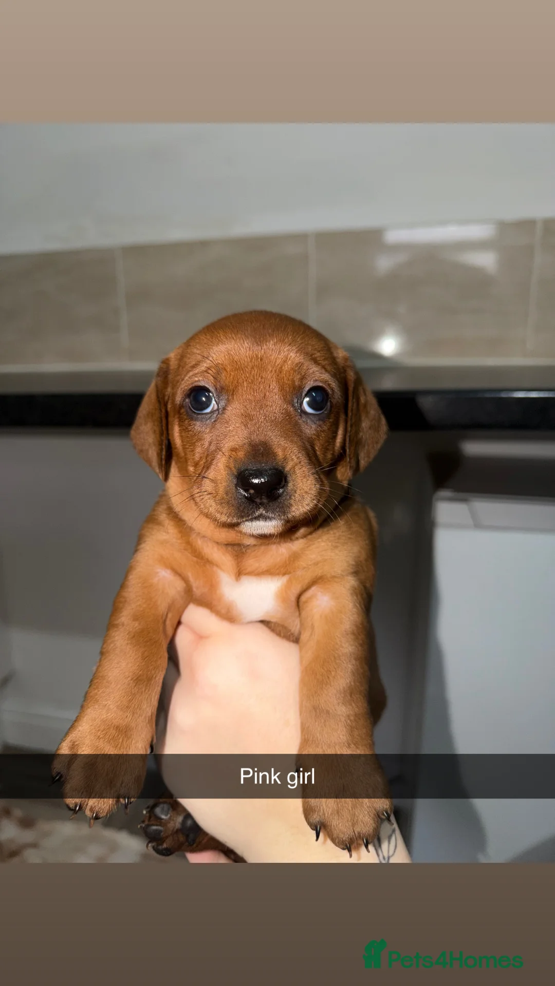 Mixed Breed dogs for sale: Staffy/miniature dachshund pups  - Advert 11