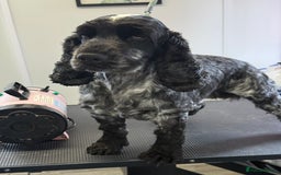 Cocker Spaniel dogs for sale: KC Blue Roan Show Cockr Spaniel  - Image 2