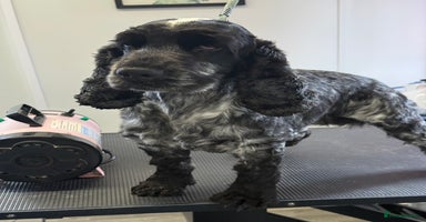 Cocker Spaniel dogs - Advert 16