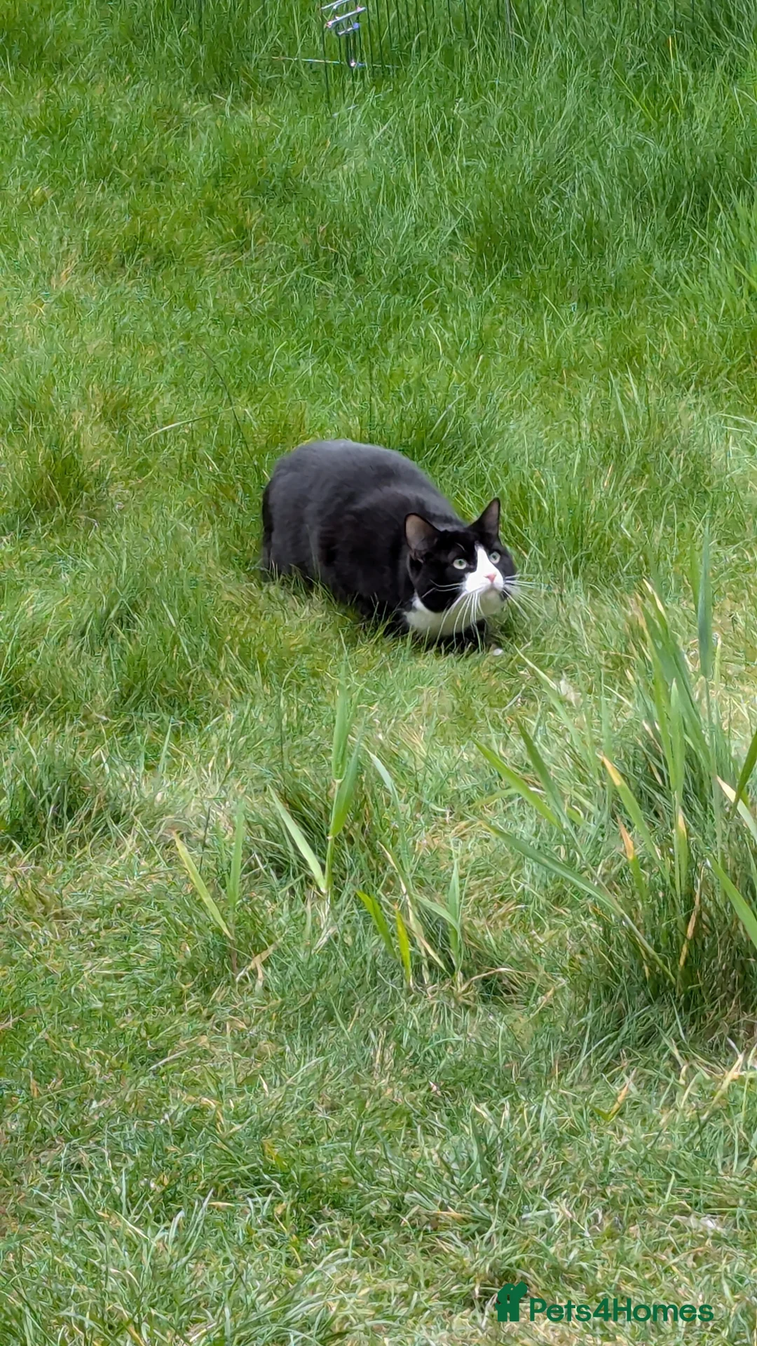 Mixed Breed cats for sale: 2 year old male - Advert 6