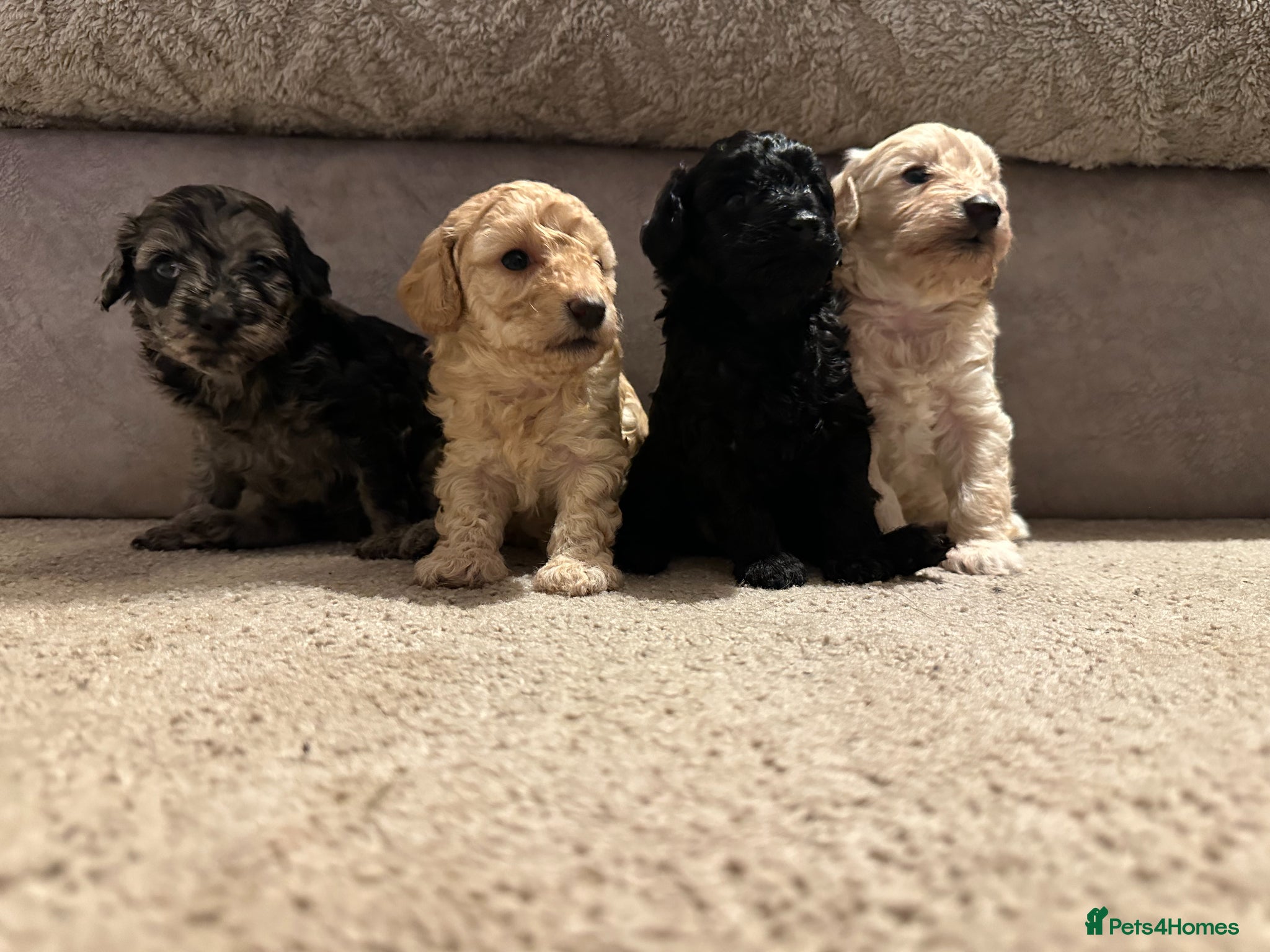 Doxiepoo dogs 2 Beautiful Doxiepoo Puppies Remaining - Advert 1