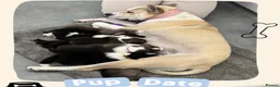 Huskita dogs for sale: Huskita x  in Huddersfield - Advert 2