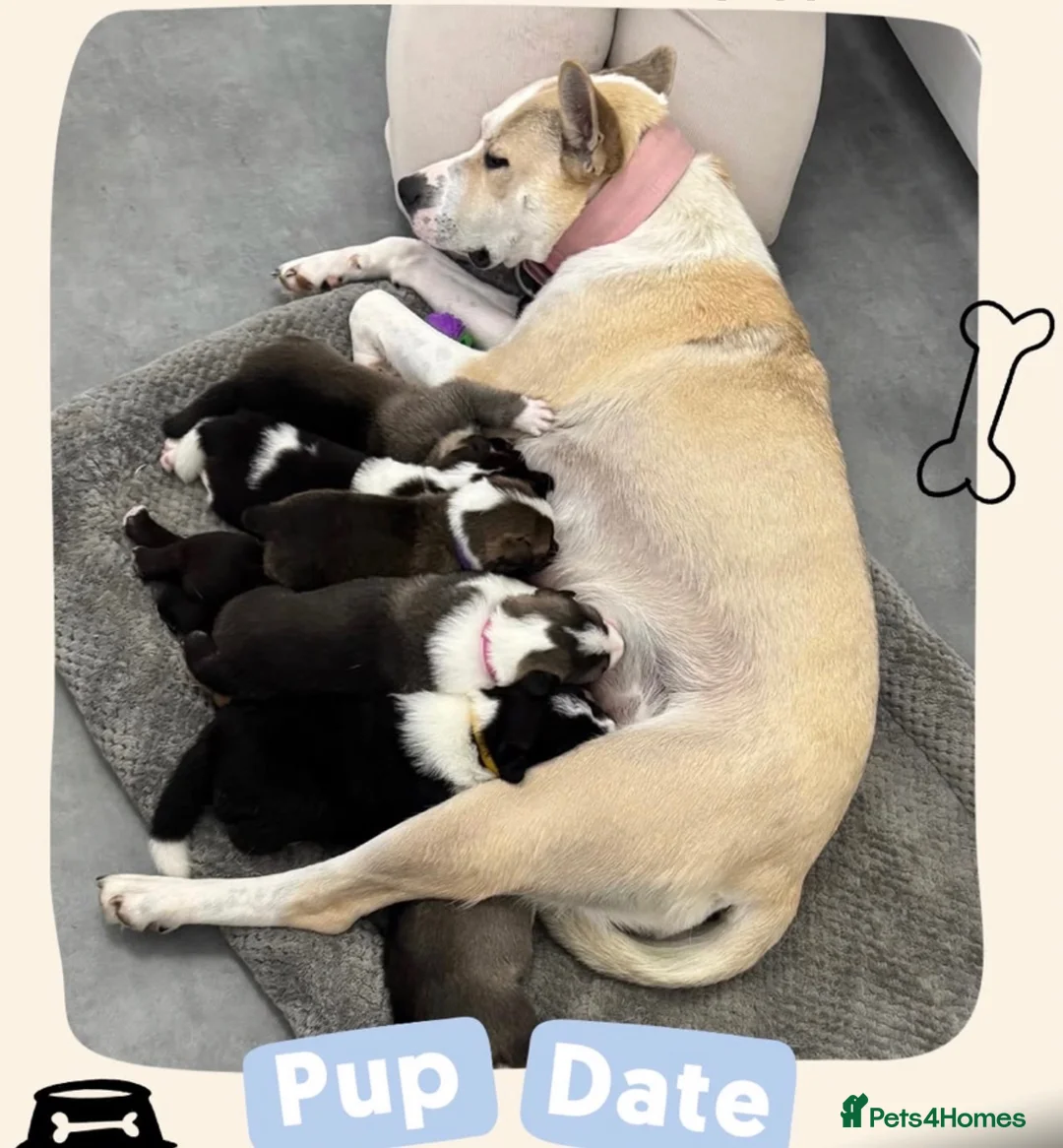 Huskita dogs for sale: Huskita x  in Huddersfield - Advert 2