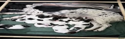 English Springer Spaniel dogs for sale: English springer spaniel pups, docked and KC reg - Advert 13