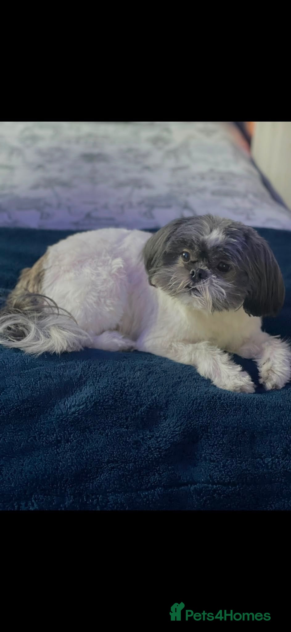 Shih Tzu dogs Shih tzu puppies for sale - Advert 1