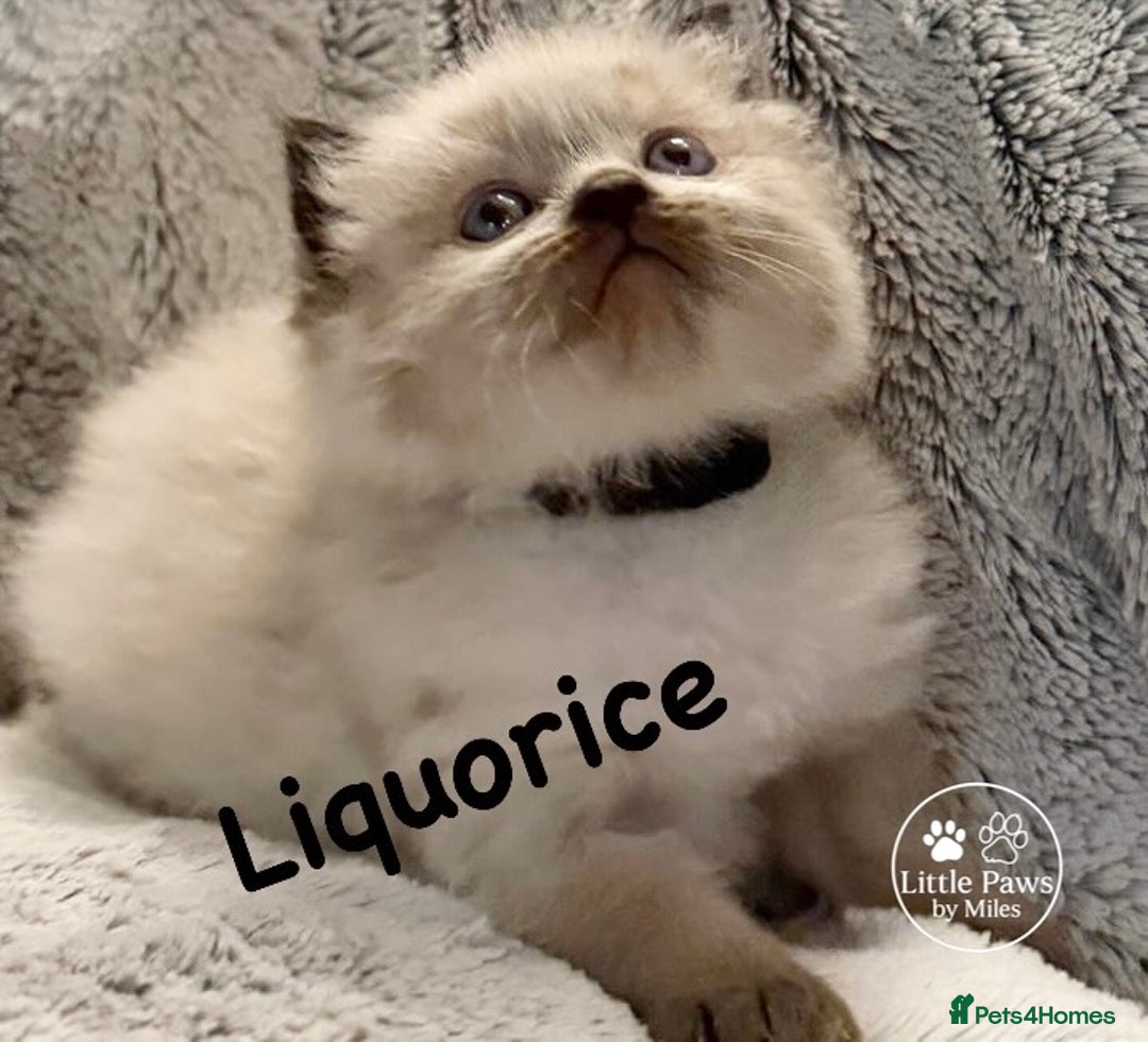 Ragdoll cats for sale: GCCF Exceptional Pedigree Ragdolls 🌸 - Advert 13