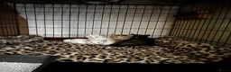 Mixed Breed cats for sale: Adorable tabby kittens  - Advert 1