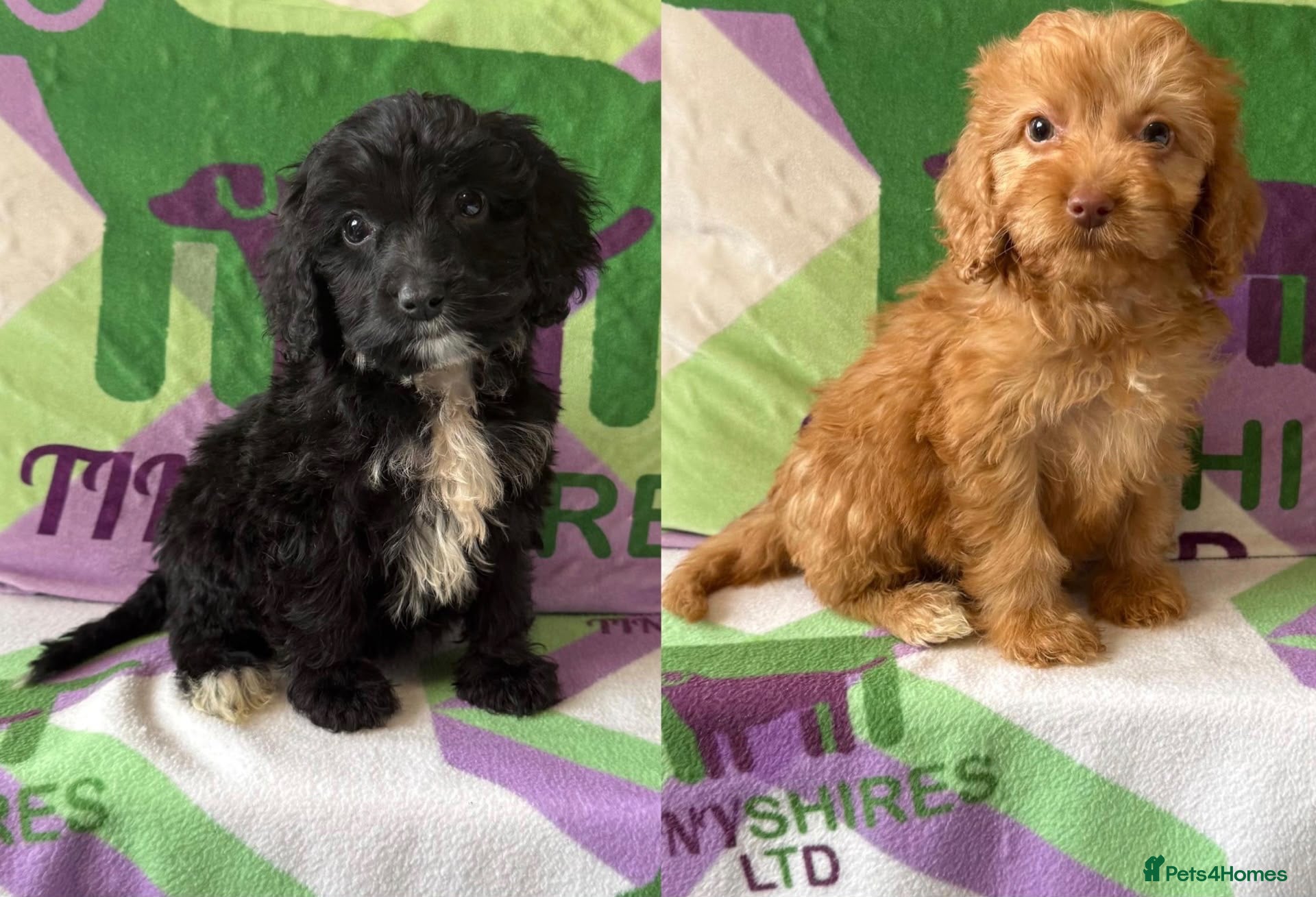Cockapoo dogs F1 mini Cockapoo’s 30 dna health tested clear  - Advert 1
