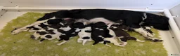 English Springer Spaniel dogs for sale: Health Tested English Springer Spaniel Puppies - Advert 1