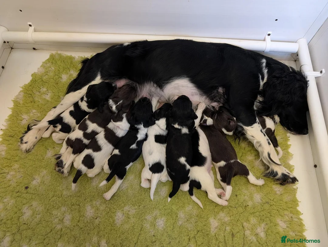 English Springer Spaniel dogs for sale: Health Tested English Springer Spaniel Puppies - Advert 1