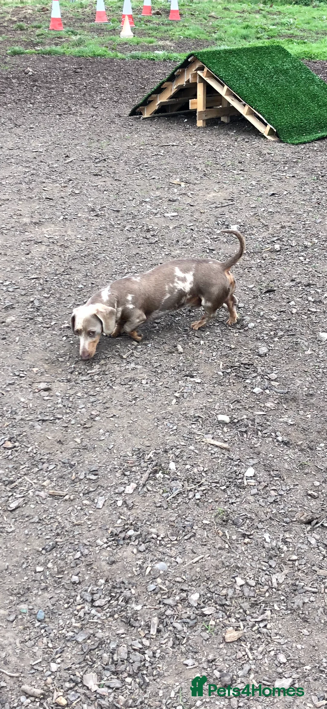 Miniature Dachshund dogs for stud: Handsome Isabella tan miniature dachshund  in Maryport - Advert 9