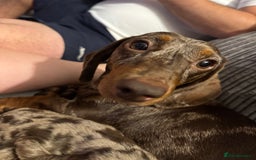 Miniature Dachshund dogs for sale: Miniature dachshund puppies  - Image 1