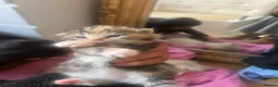 Persian cats for sale: Half Persian Kittens - Advert 5