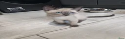 Mixed Breed cats for sale: Last boy ragdoll x sphynx  - Advert 21