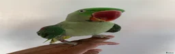 Parakeets birds for sale: Hand tame sunconure Quaker and Alexandrian parrot  - Advert 5