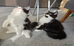 British Longhair cats for sale: British Long Hair Male kittens ( only 2 left) - Image 4