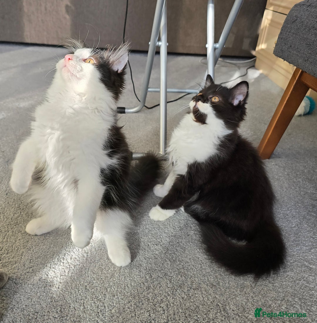 British Longhair cats for sale: British Long Hair Male kittens ( only 2 left) - Image 4