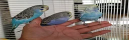 Budgerigars birds for sale: Super silly hand tamed baby budgies  - Advert 5