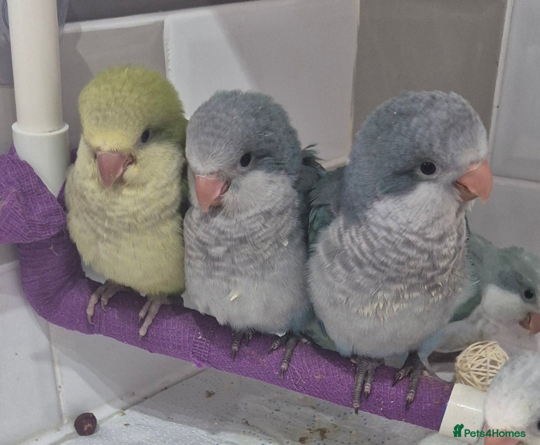 Parrots birds for sale: Handreared DNA tested baby Quaker Parrots  - Image 13