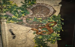 Corn Snake reptiles for sale: 2 corn snakes for sale - Image 2