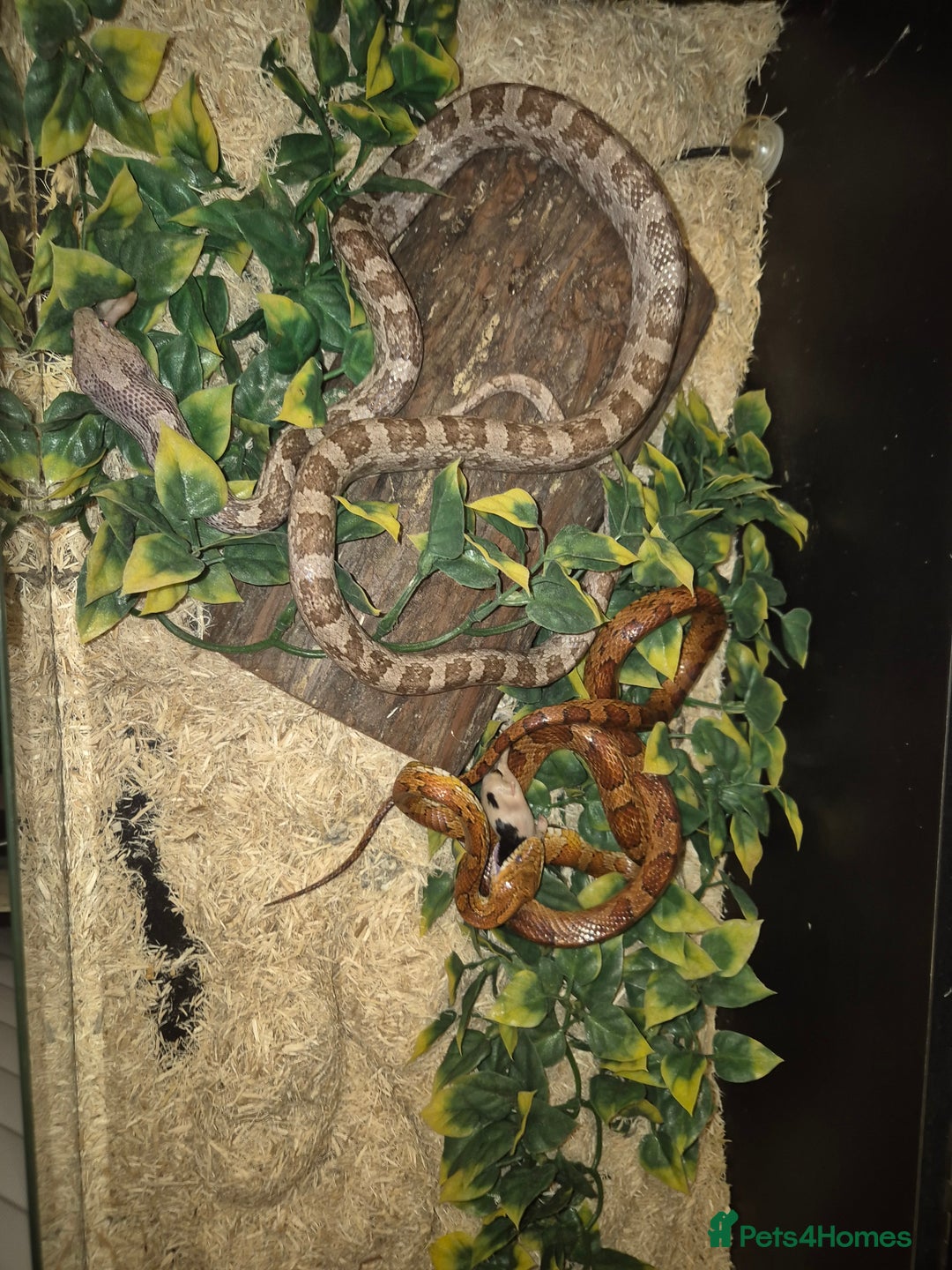 Corn Snake reptiles for sale: 2 corn snakes for sale - Image 2