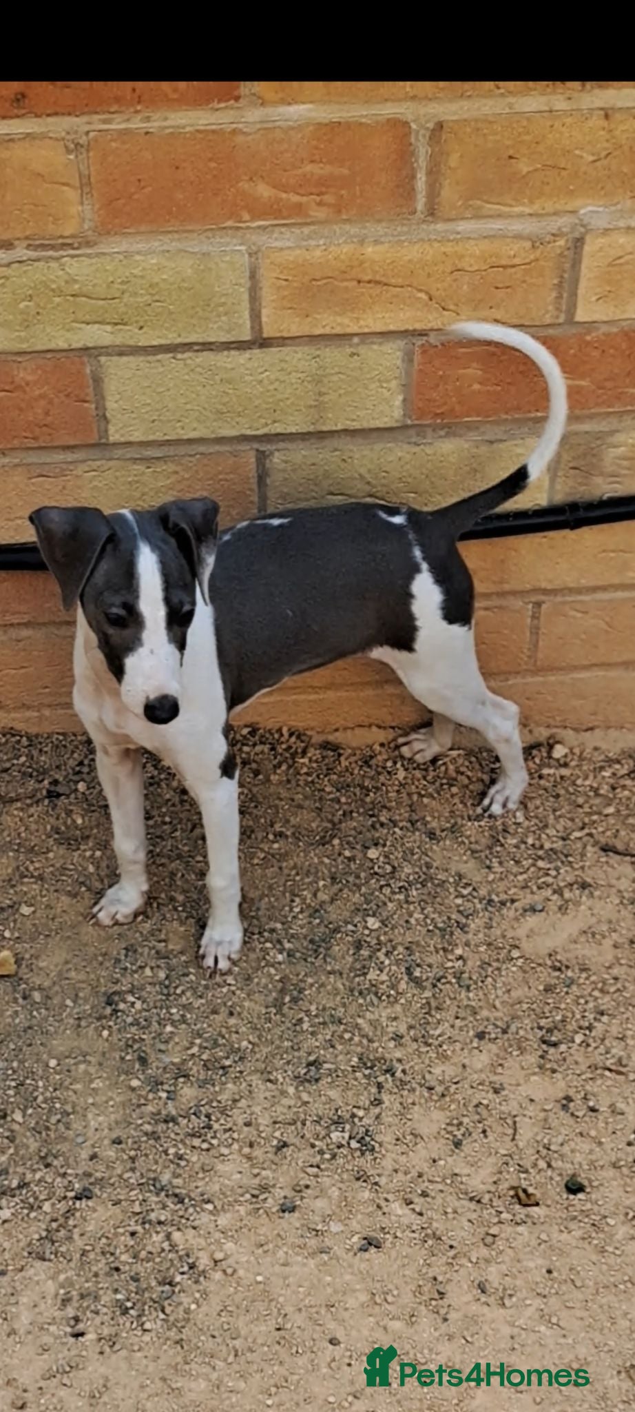 Italian Greyhound dogs KC registered Italian greyhound puppy 1 girl left - Advert 10