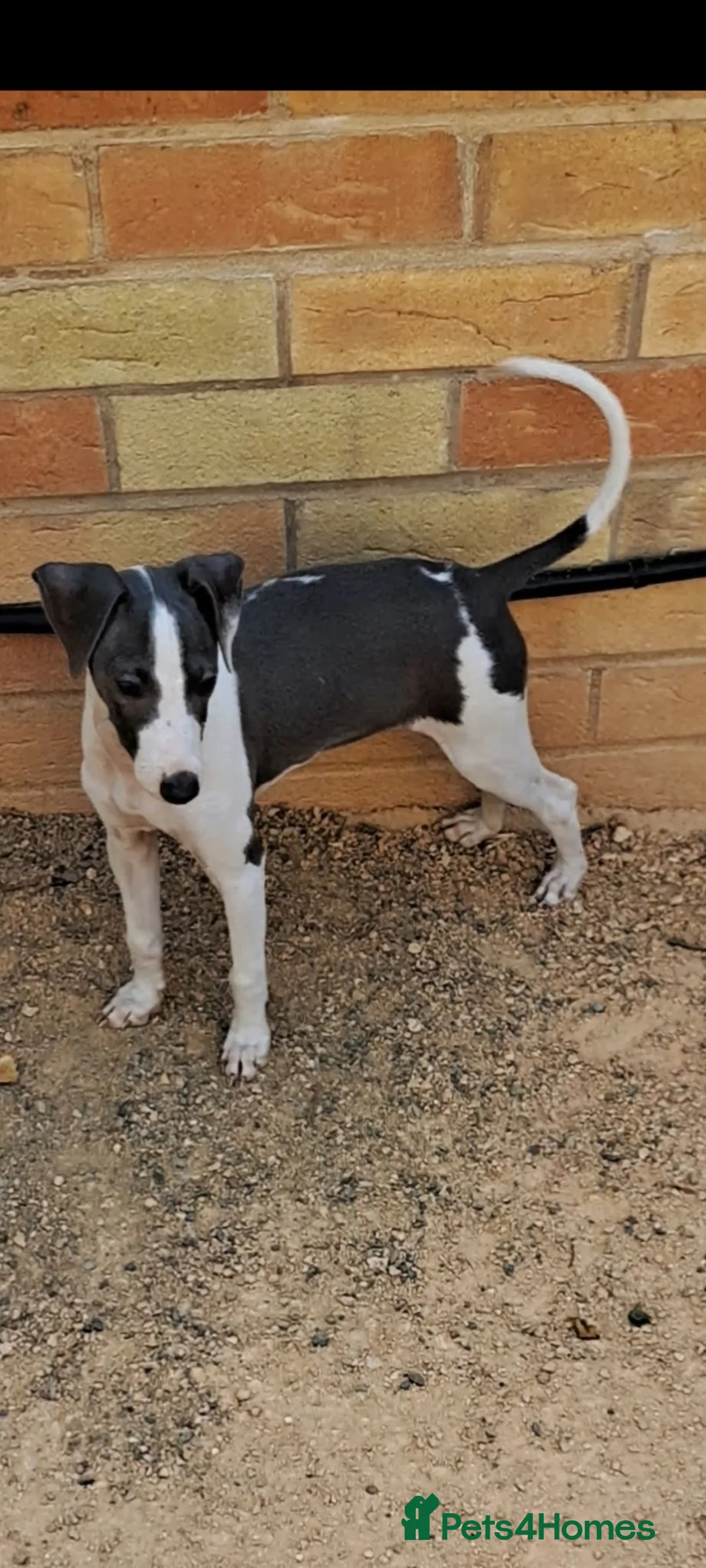 Italian Greyhound dogs for sale: KC registered Italian greyhound puppy 1 girl left - Advert 1