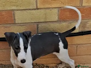 Italian Greyhound dogs KC registered Italian greyhound puppy 1 girl left - Advert 1