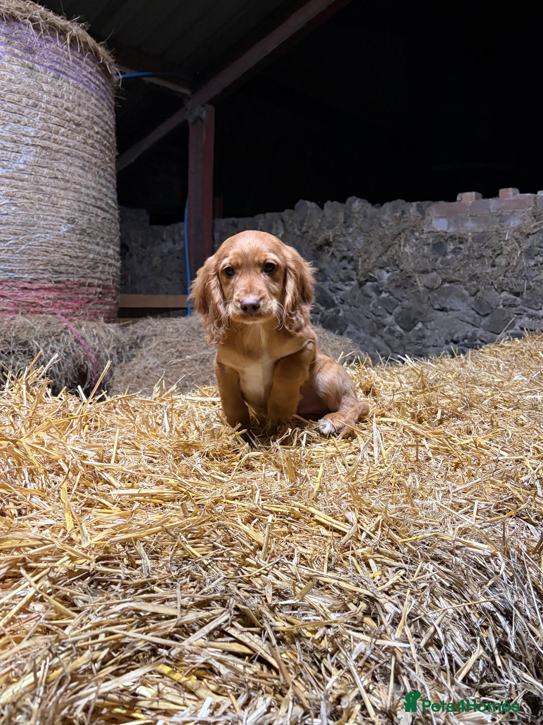 Cocker Spaniel dogs for sale: Cocker spaniel pups - Advert 13