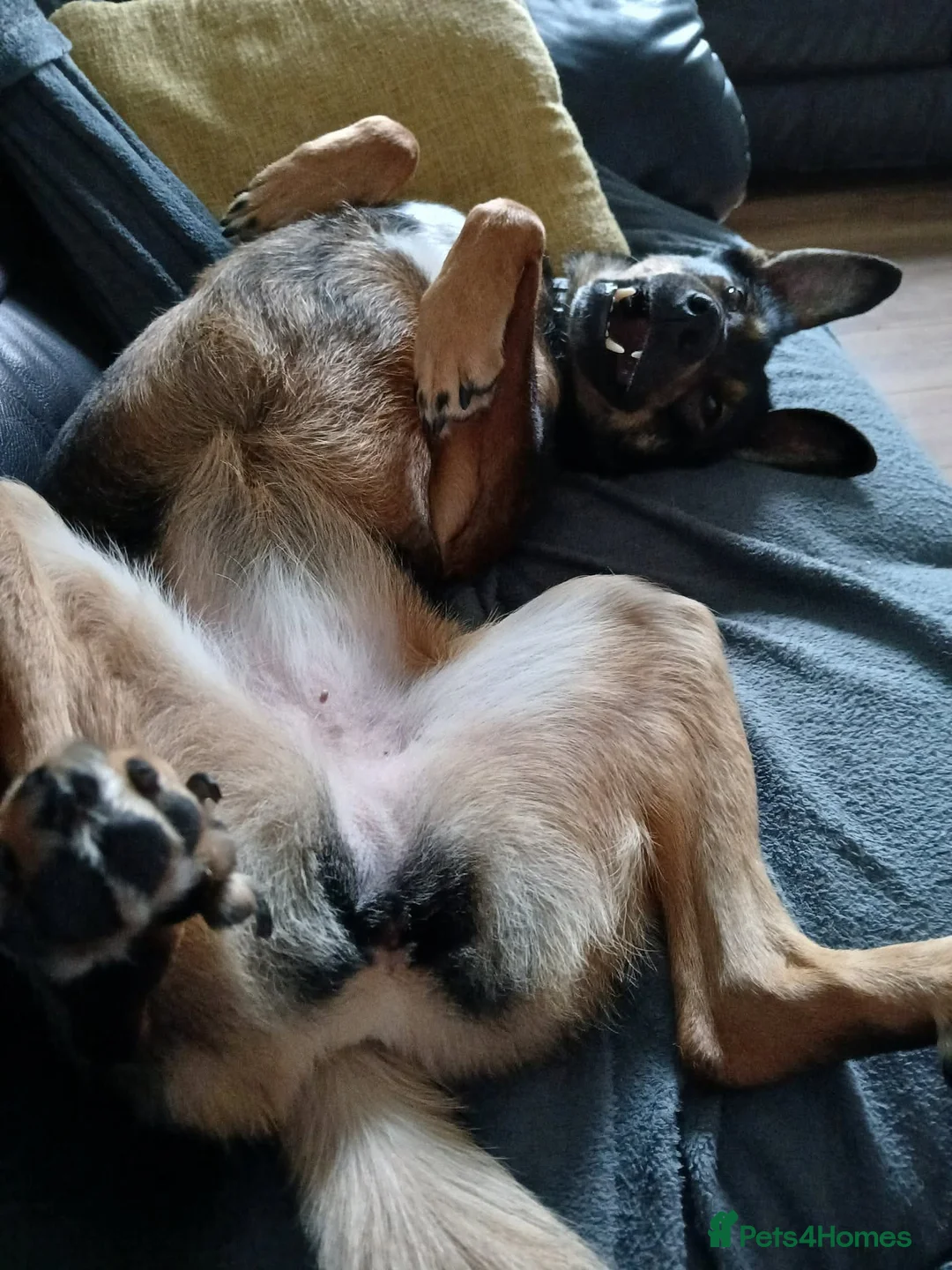 Mixed Breed dogs for adoption: Darling Rosy in Portsmouth - Advert 2