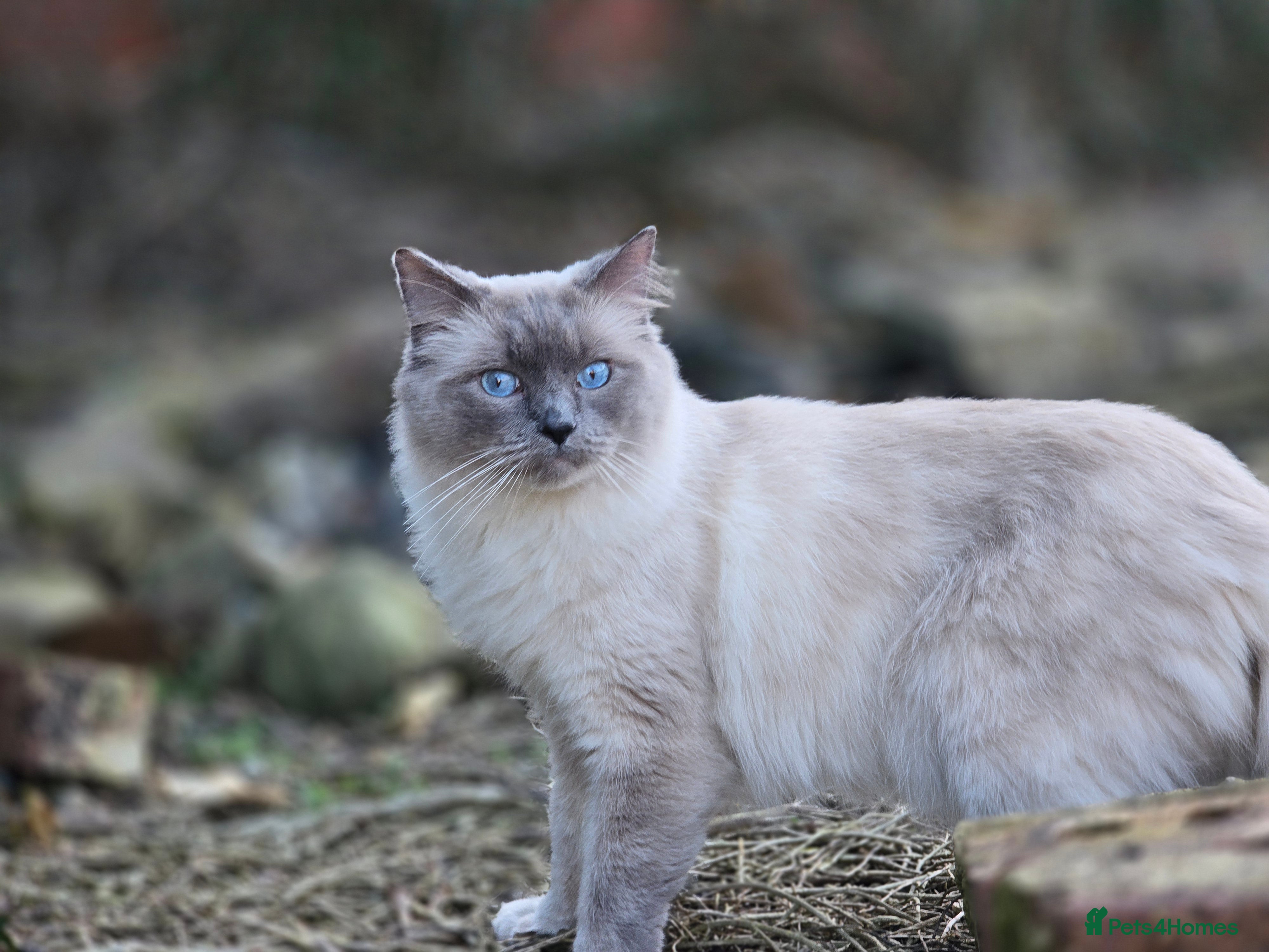 Ragdoll cats Milo, young male ragdoll  - Advert 1