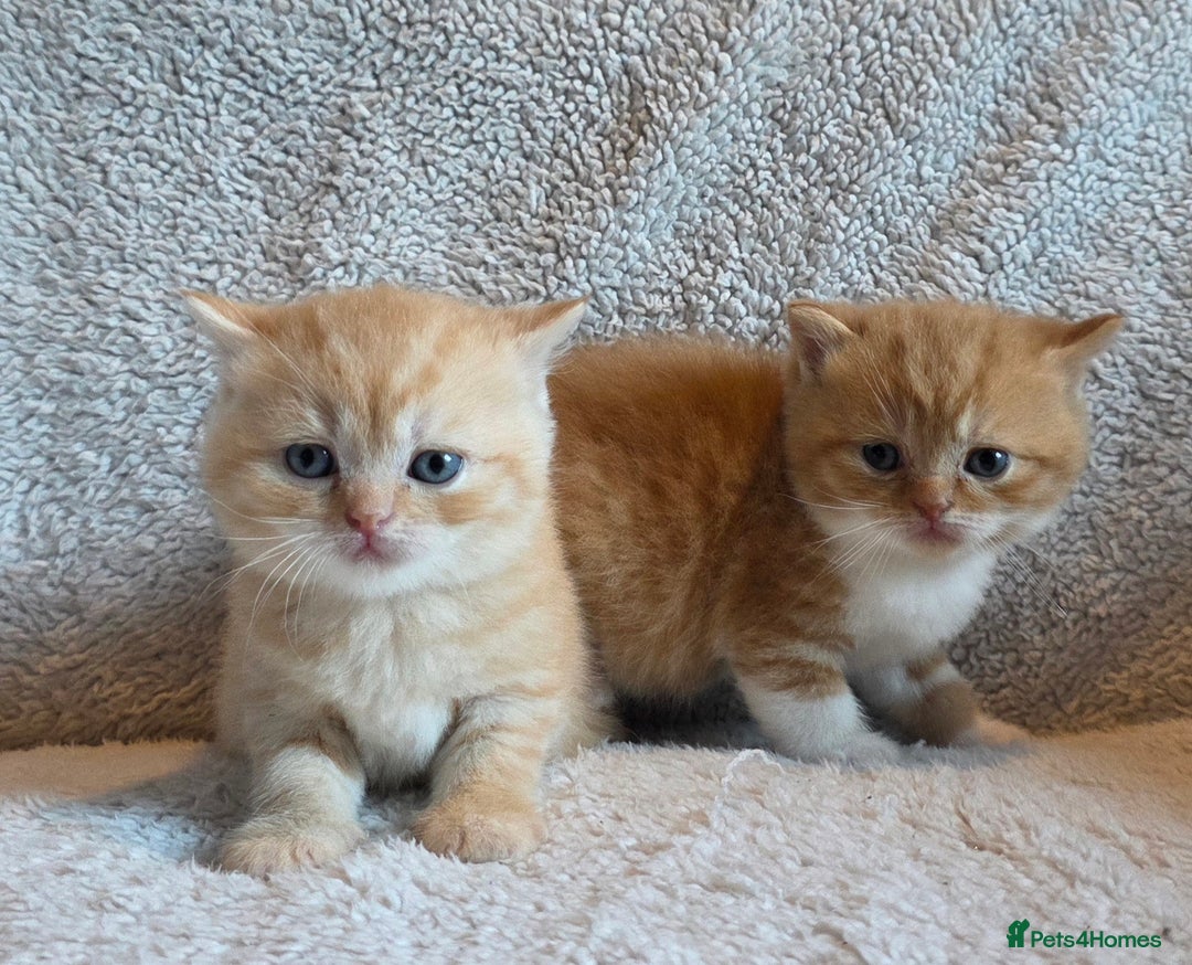 British Shorthair cats for sale: Beautiful unusual British shorthair kittens - Image 28