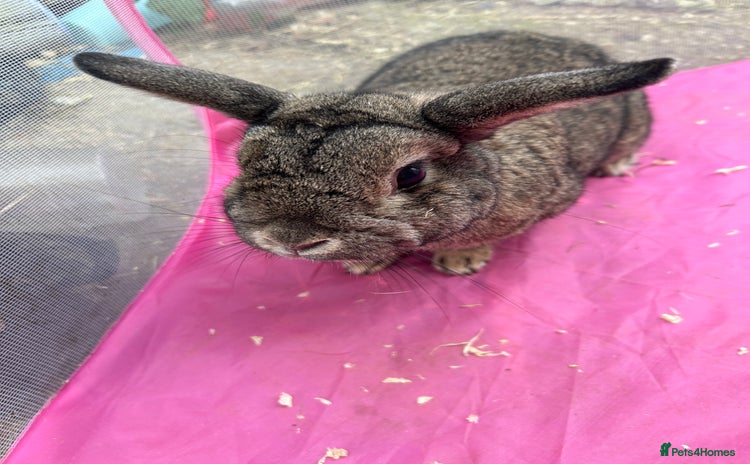English rabbits - Advert 7
