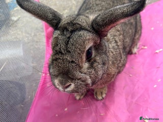English rabbits - Advert 1