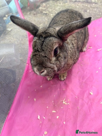 English rabbits - Advert 1