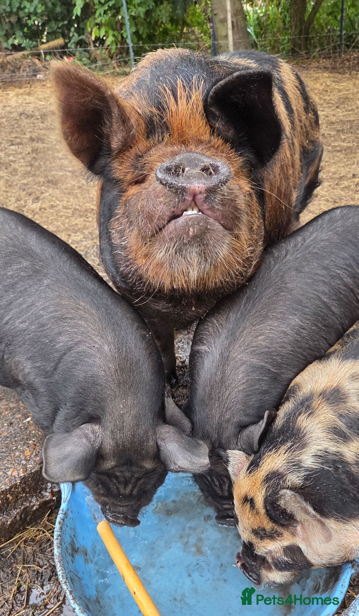 Pig livestock READY NOW kune kune cute piglets lincolnshire - Advert 2