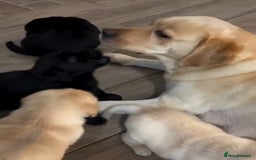Labrador Retriever dogs for sale: Last few remaining 2 females 2 male lab pups - Image 5