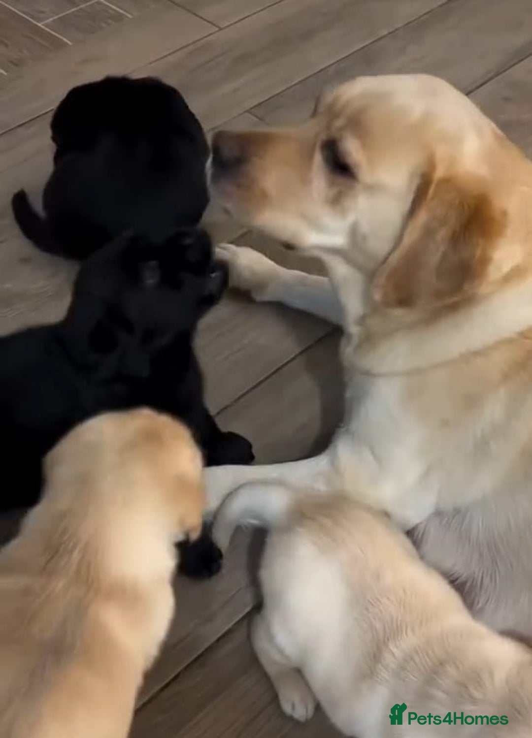 Labrador Retriever dogs for sale: Last few remaining 2 females 2 male lab pups - Image 5
